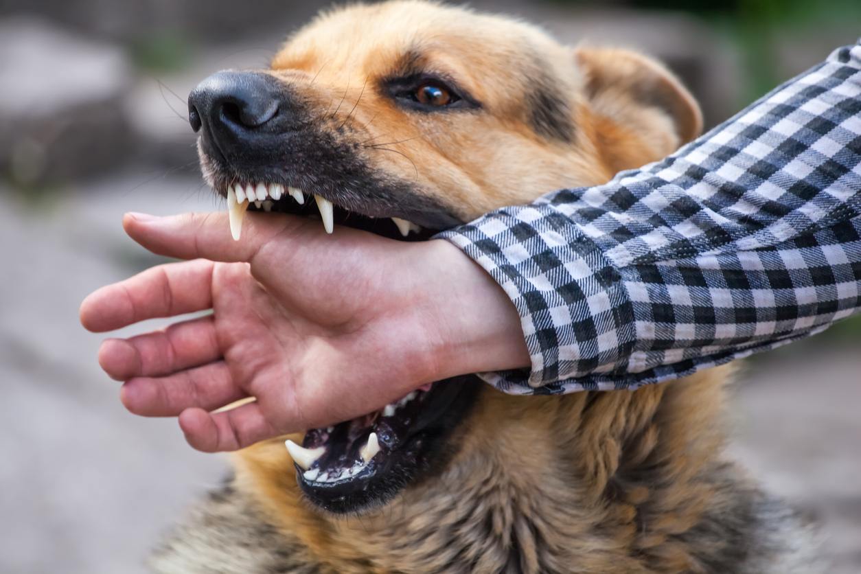 Dog biting person’s hand during aggressive attack incident